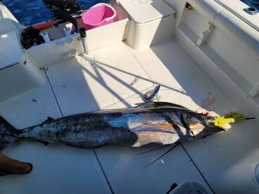 Nayarit Report Photo 1