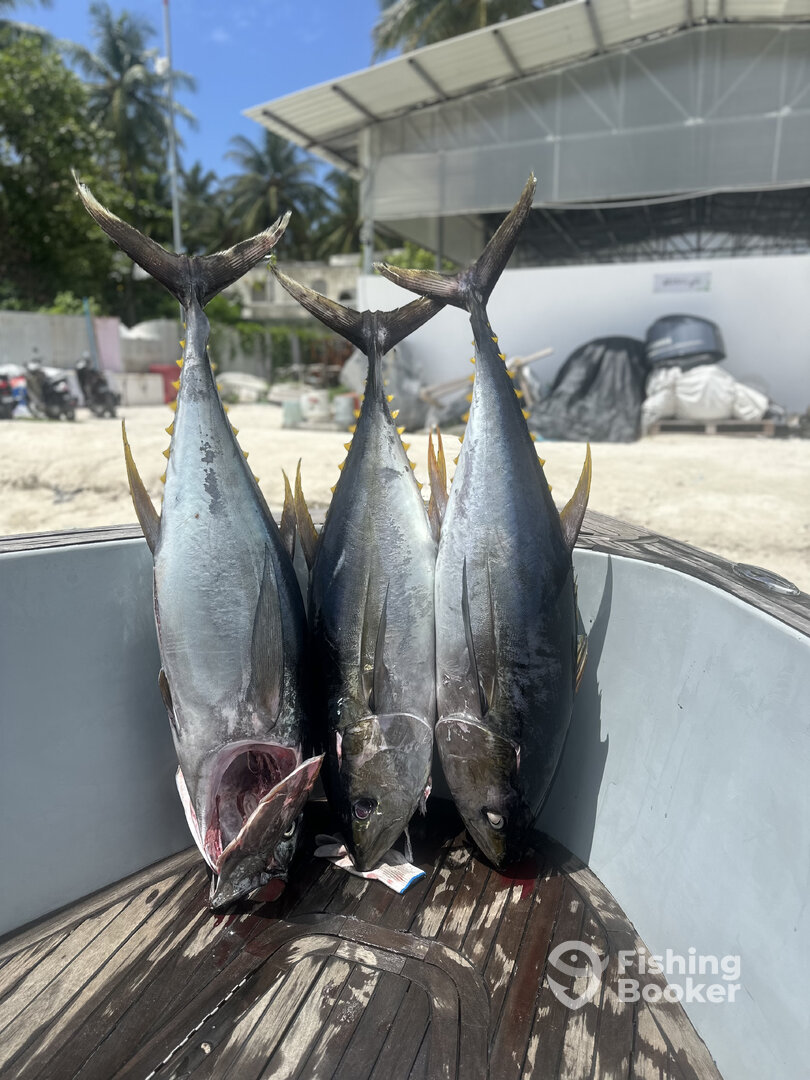 Malé Report Photo 0
