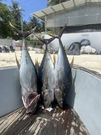 Offshore hunting for Yellowfins