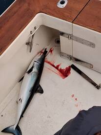 MAKO SHARK on the TROLL