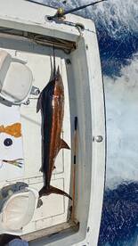 Gulf of California Report Photo 4