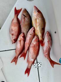 Gulf Breeze Report Photo 3