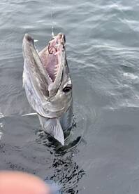 Gulf Breeze Report Photo 4
