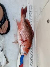 Gulf Breeze Report Photo 2