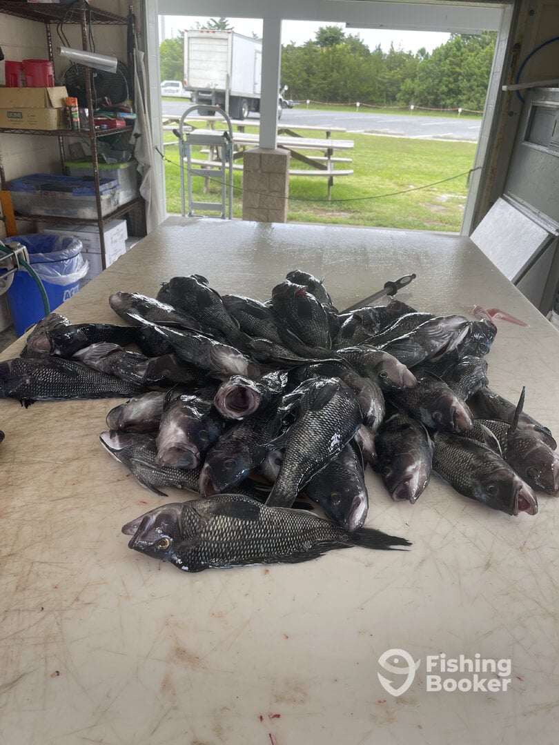Indian River Inlet Report Photo 0