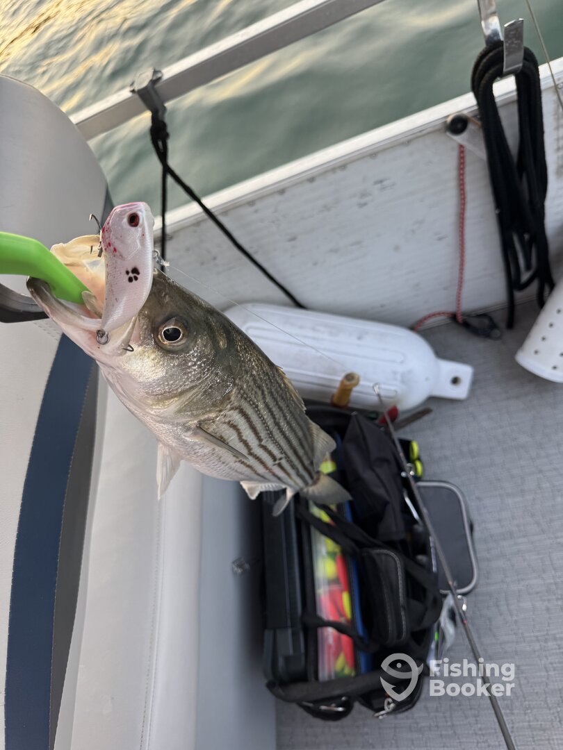Lake Havasu City Report Photo 0