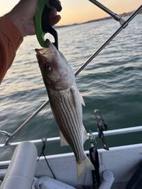 Lake Havasu City Report Photo 1