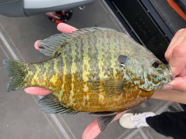 Leech Lake Report Photo 4