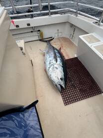 Montauk Report Photo 1