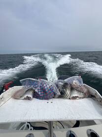 Cape Cod Report Photo 2