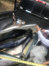 tuna are here book now…
