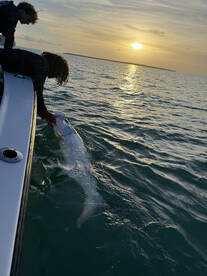 Bud N' Mary's Marina Report Photo 2