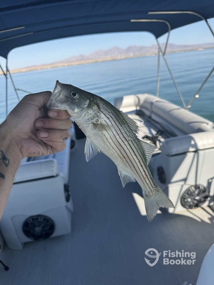 Lake Havasu City Report Photo 0