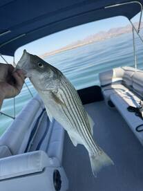 Lake Havasu City Report Photo 1