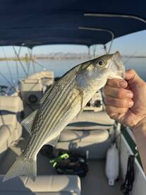 Lake Havasu City Report Photo 2