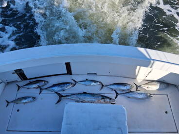 Lauderdale Marina Report Photo 3