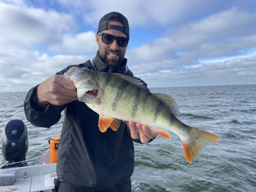 Perch heaven in the netherlands