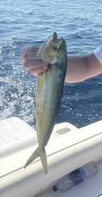 First Mahi - Mahi !
