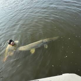 100 Pound freshwater fish on lures!