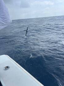 Quepos Report Photo 1