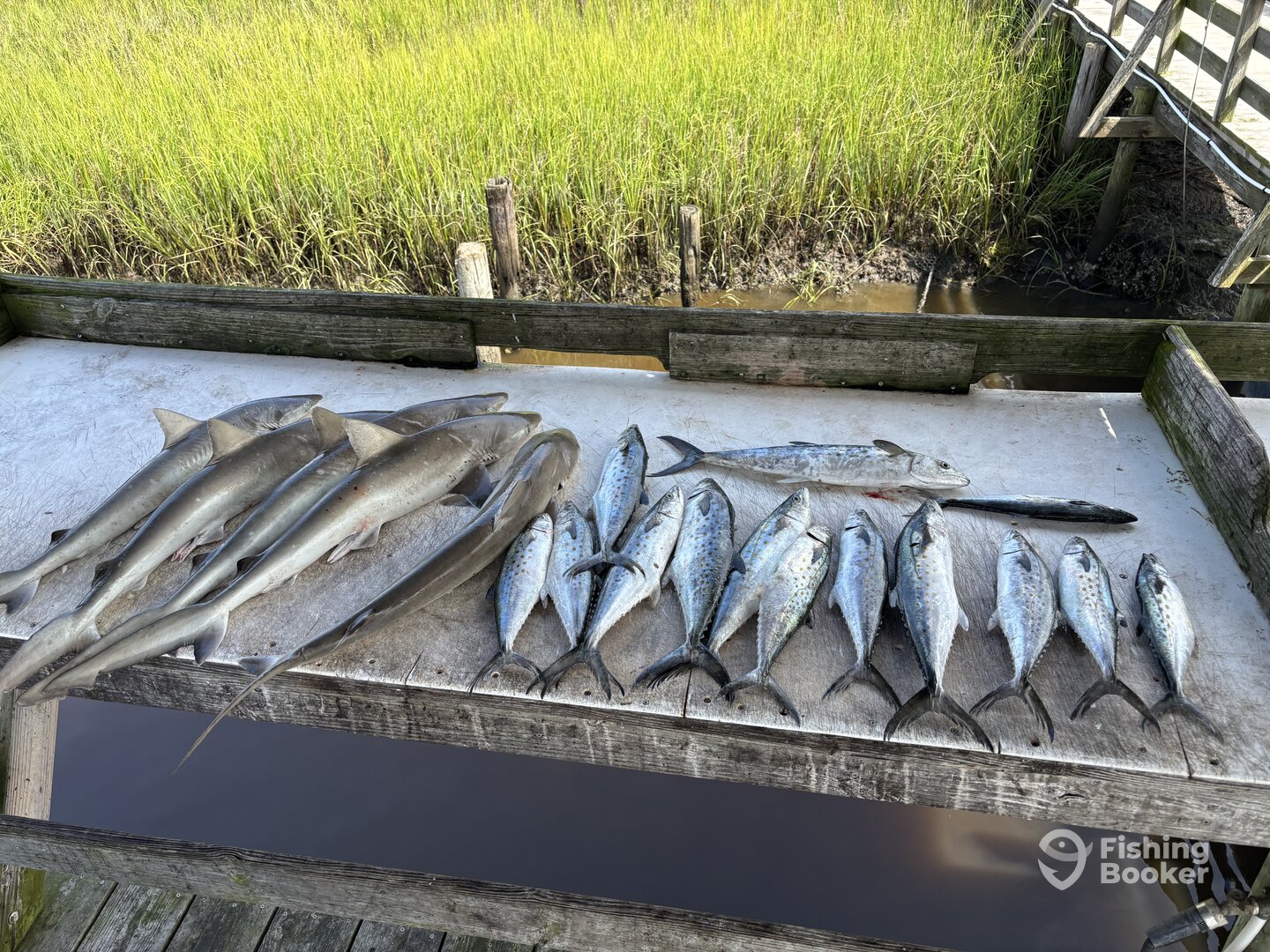 Calabash Report Photo 0