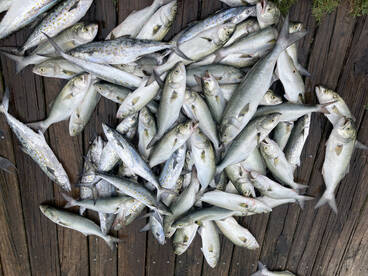 Pamlico Sound Report Photo 2