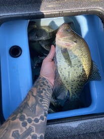 Crappie fishing has been great!!