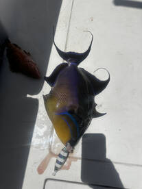 Fajardo Report Photo 4