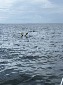 Steinhatchee Report Photo 1