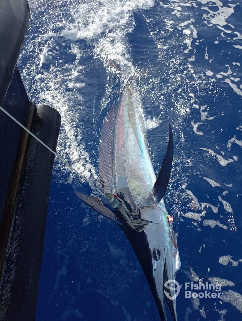 Funchal Report Photo 0