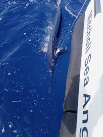 Funchal Report Photo 1