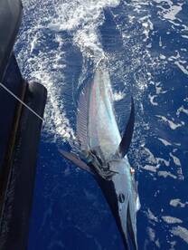 Funchal Report Photo 3