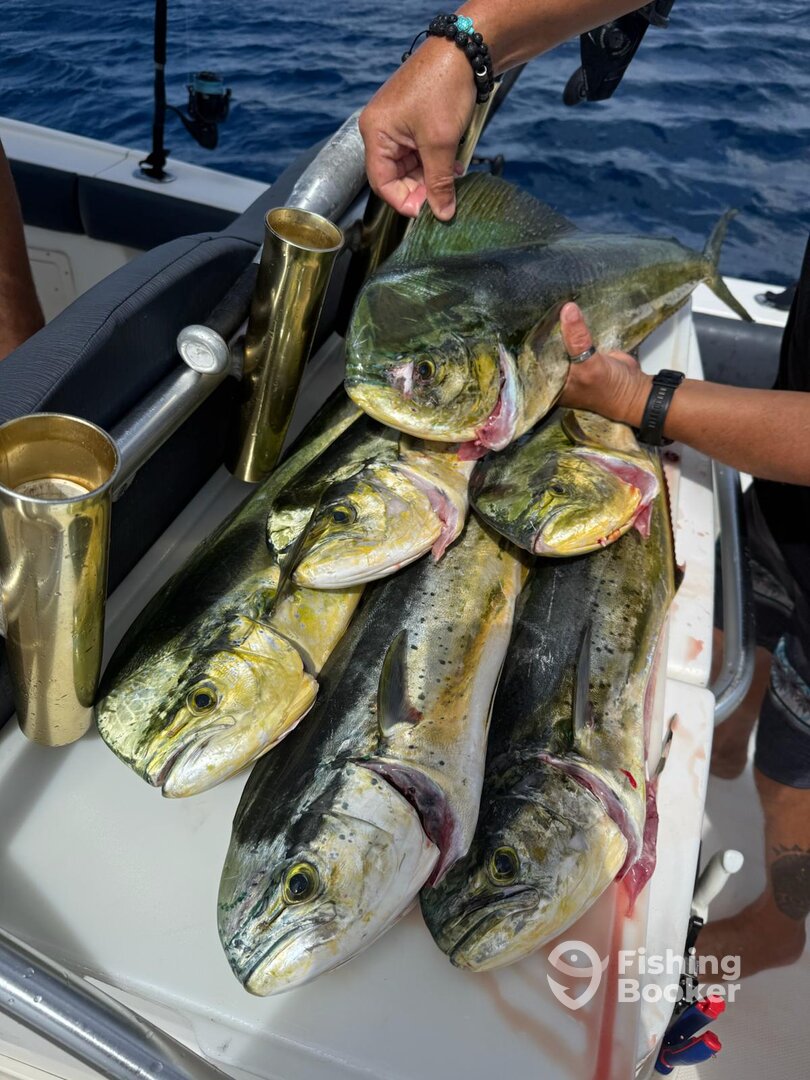 Family of Mahi Mahi