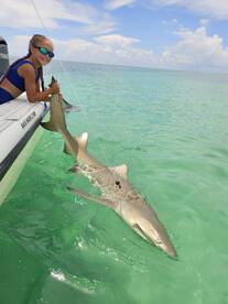 Sharks on the flats 
