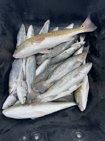 Bayou Lafourche Report Photo 1