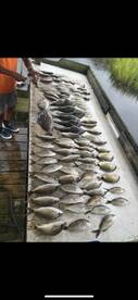Bottom fish smack down
