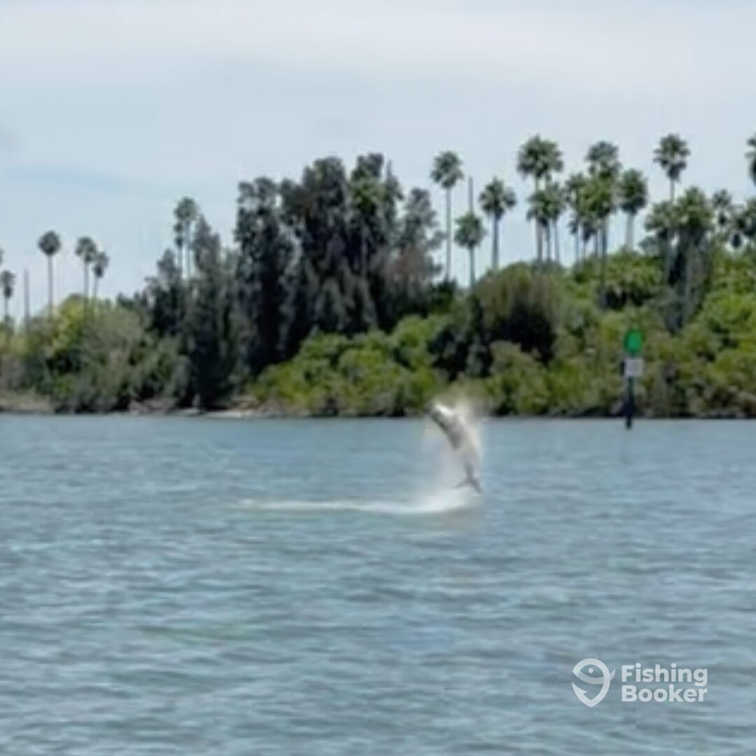 150 tarpon I jump sometimes his name is frank