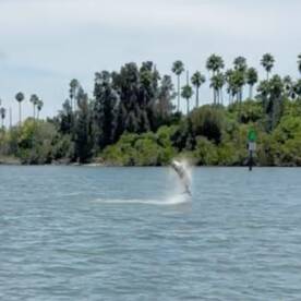 Reef fishing