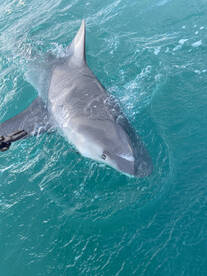 Bull shark 