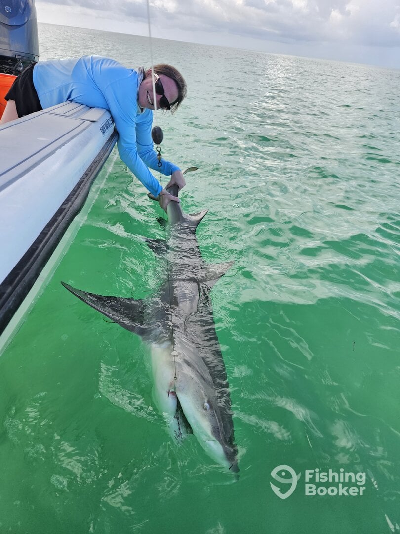 Trophy lemon shark