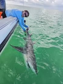 Trophy lemon shark