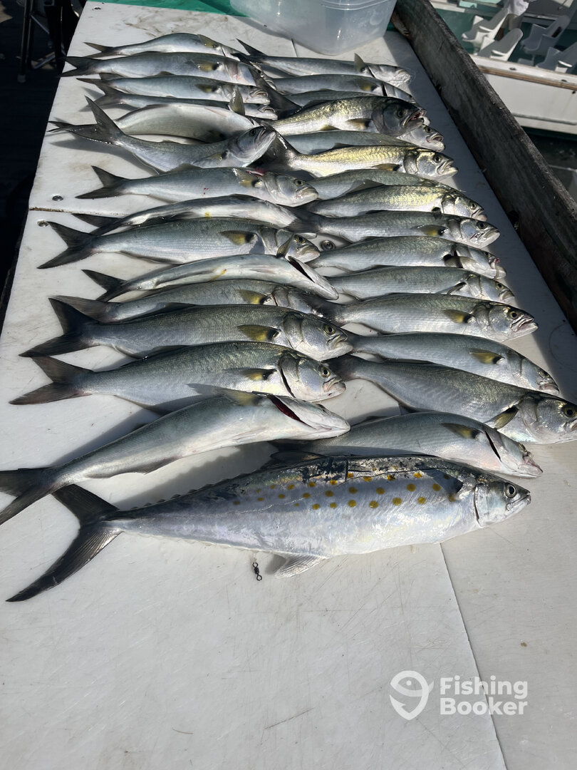 Wildwood Report Photo 0