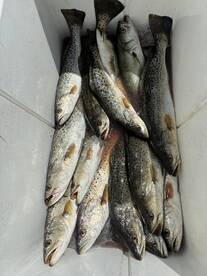 Good trout action!