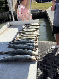 South Padre Island Report Photo 1