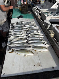 Delaware Bay Report Photo 2