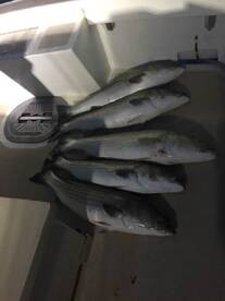 Montauk Report Photo 2
