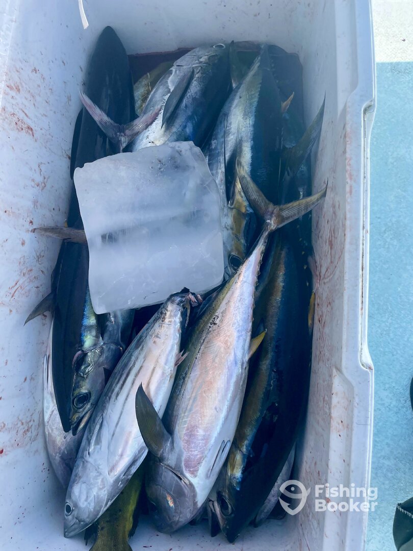 San Jose del Cabo Report Photo 0