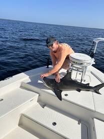 Shark