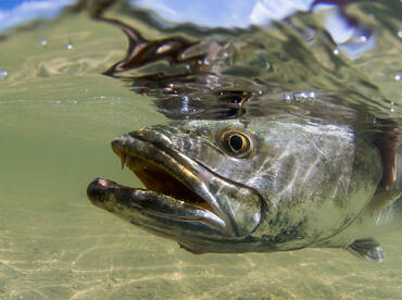 JAN 9th - Clearwater Beach Speckled Trou