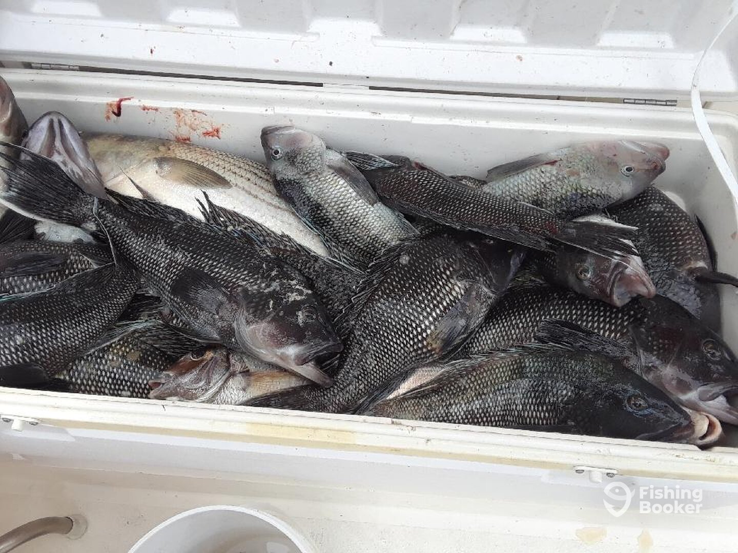 Montauk Report Photo 0